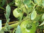 Gardening 2-2013 (5)